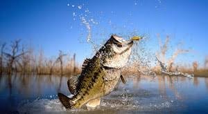 Bass Fishing.jpg