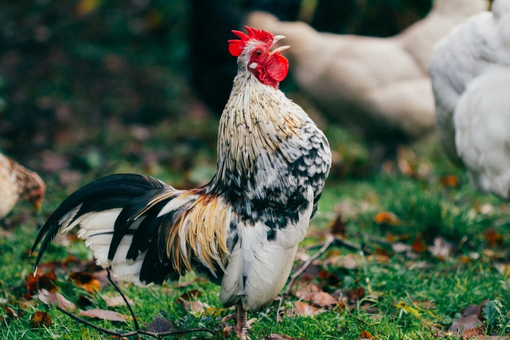 The Austin COA Crows at Dawn – But this Cock-Up is Far from Over ...